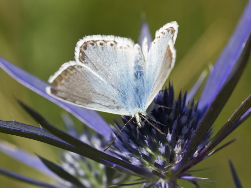 Tutte Polyommatus coridon?  S !